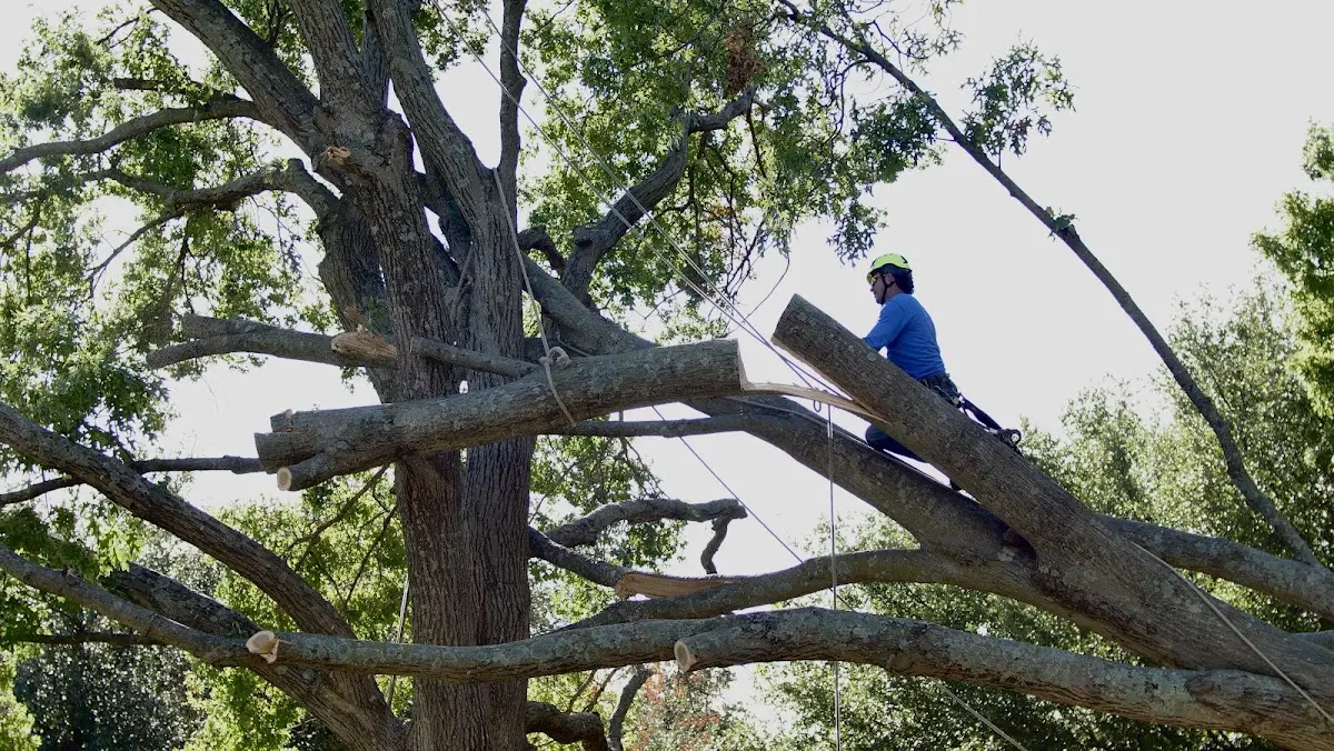 Professional Crown Thinning performed by certified arborists in Pirtleville